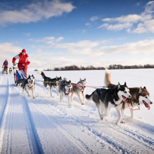 Husky Dog Sledding